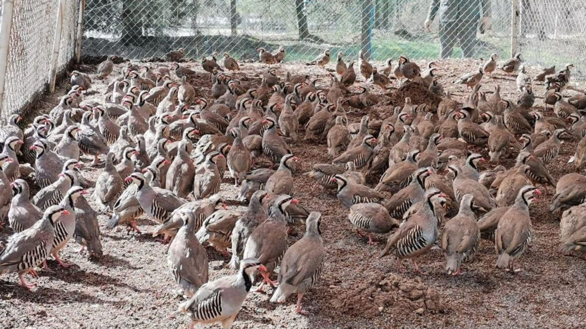 Kahramanmaraş’ta 10 bin kınalı keklik üretildi    - Videolu Haber