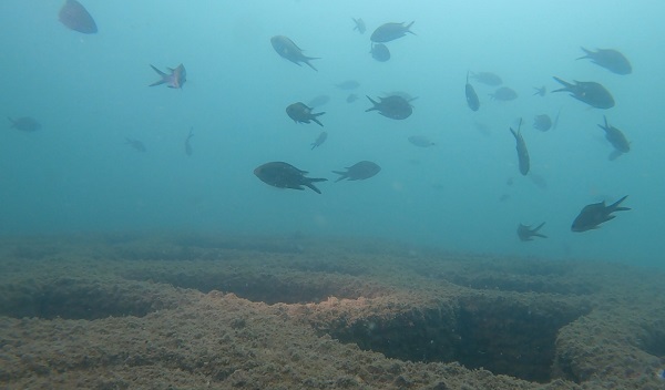Yapay Resifler Mersin Denizine Canlılık Katıyor