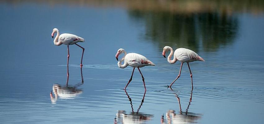 UNESCO Adayı Gediz Deltası’nda kuşların yaşamı kayıt altına alındı.