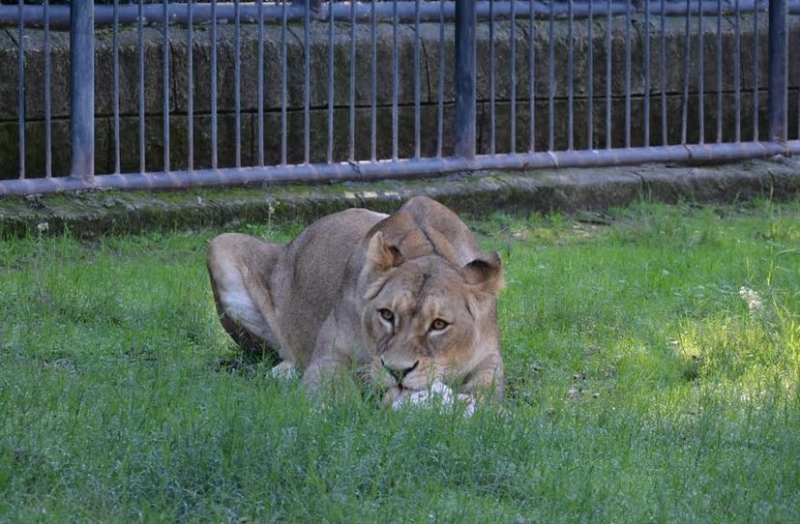 Tarsus Doğa Parkı’na iki aslan daha geldi