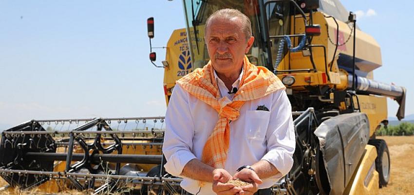Başkan Atabay İlk Buğday Hasadını Yaptı