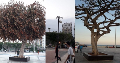 Mersin Büyükşehir Belediyesi’nden ’yeşeren ağaç’ açıklaması