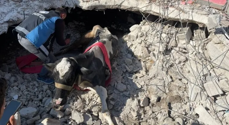 17 gündür Antakya'da enkaz altında olan inek canlı kurtarıldı