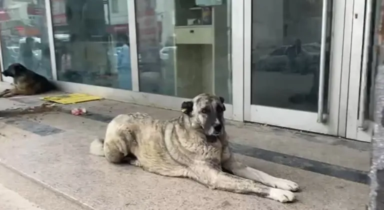 Adıyaman'da sokak köpekleri Halkbank Önünü yuva haline getirdi  - Videolu Haber