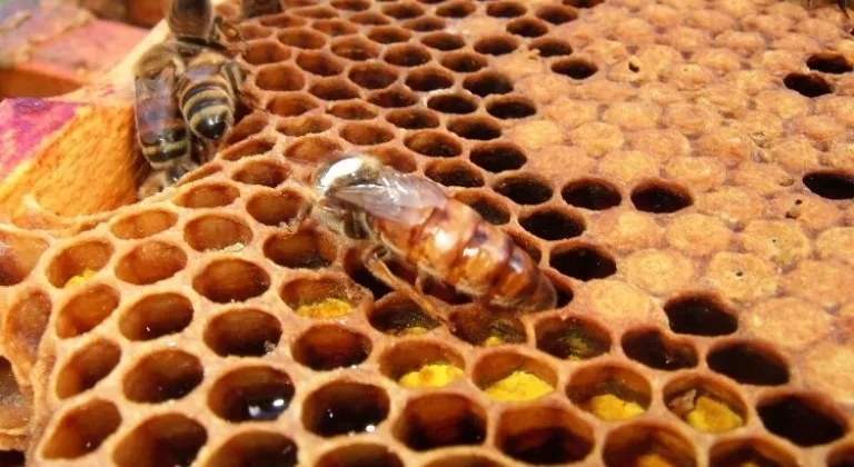 Arı Ürünlerine Düzenleme Yapıldı