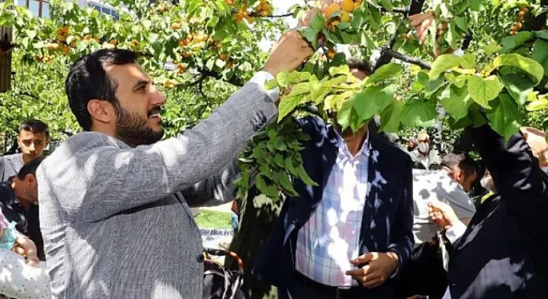 Bağcılarlılar kayısı hasadında buluştu
