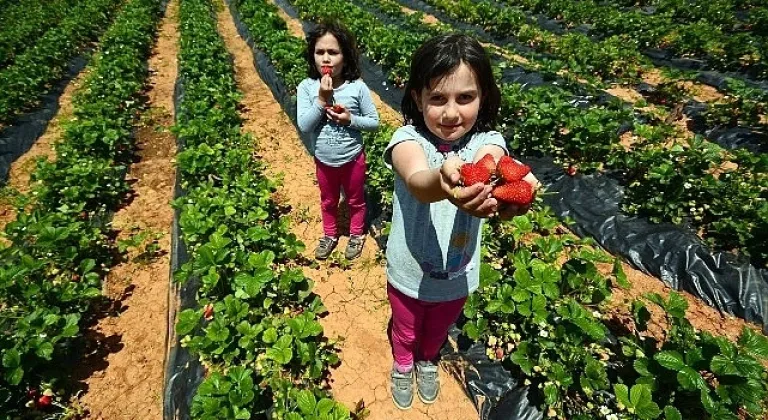 Başkan Altay: “Hüyük Çileği, AB Tescili Alan Konya'mızın İlk Ürünü Oldu, Hayırlı Olsun"