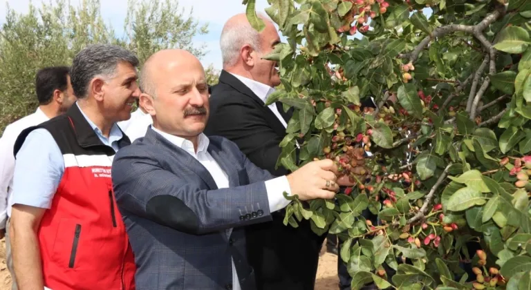 Besni'de fıstık ve badem hasadı düzenlendi