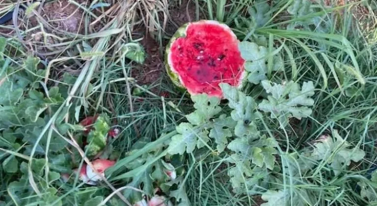 Bursa Yenişehir'de yaban hayvanları karpuzlara dadandı! Üretici çiftçiler helal etti!