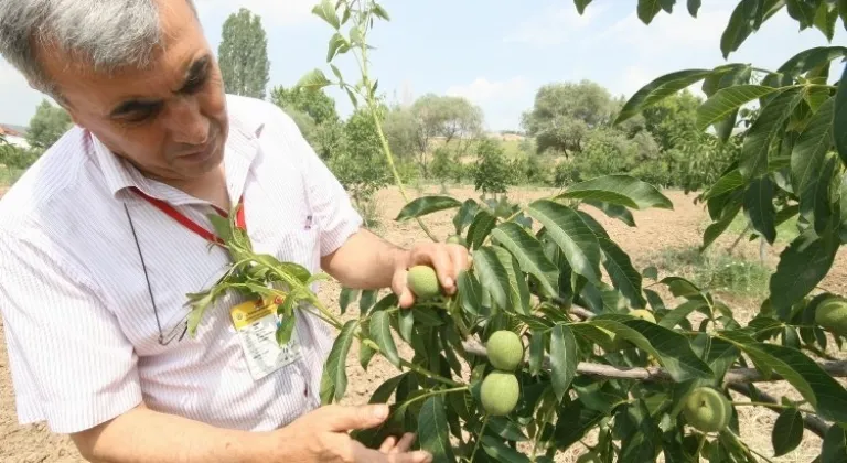 Bursa Yenişehirli meyve yetiştiricisine bilinçli budama çağrısı