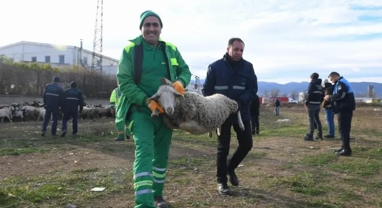 Bursa'da Keçi ve koyunları Osmangazi ekipleri yakaladı