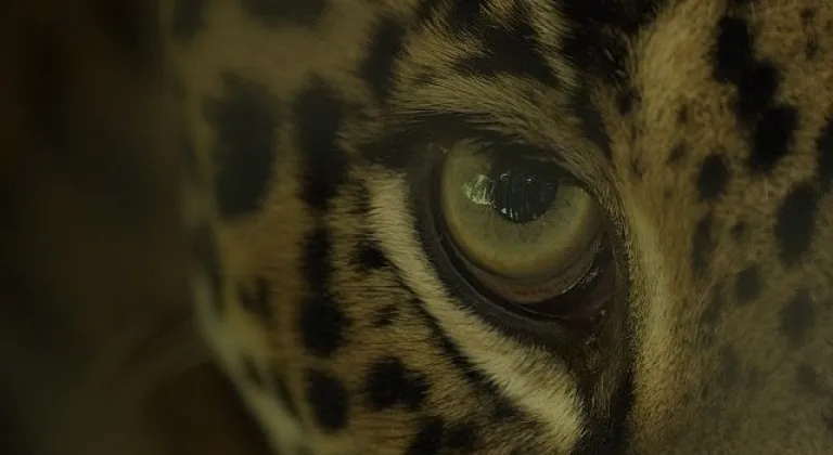 Büyük Kediler Kuşağı'ndan 'Jaguar Sahili' 2 Şubat Pazar Günü 20.00'de National Geographic WILD Ekranlarında!