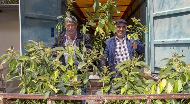 Büyükşehir, Avokado Dağıtım Projesi’nin İlk Etabını Tamamladı