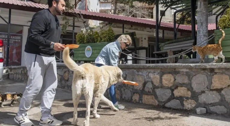 Büyükşehir Belediyesi Ekipleri Patili Dostları Besledi