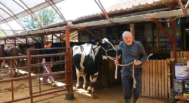 Büyükşehir Belediyesi'nin hayvan üreticilerine desteği sürüyor