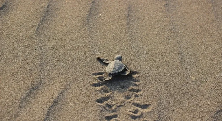 Caretta’lar Adana’da Denizle Buluştu