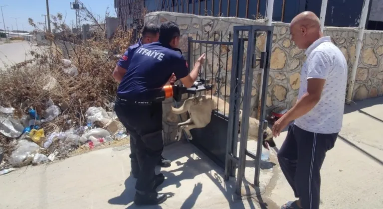 Demir kapının parmaklıkları arasına sıkışan köpek kurtarıldı