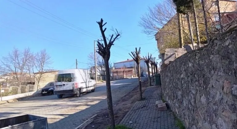 Dilovası’nda ağaçlar 'form'a giriyor