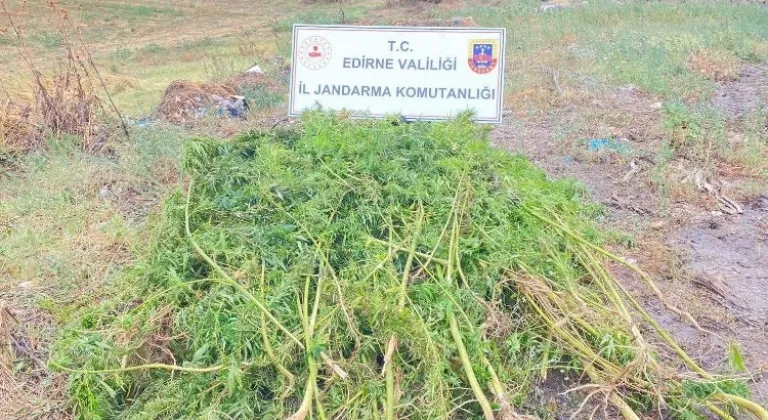 Edirne'de 450 kök kenevir bitkisi ele geçirildi