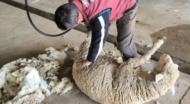 Edirne'de Koyun Kırkım Eğitimi Düzenlendi