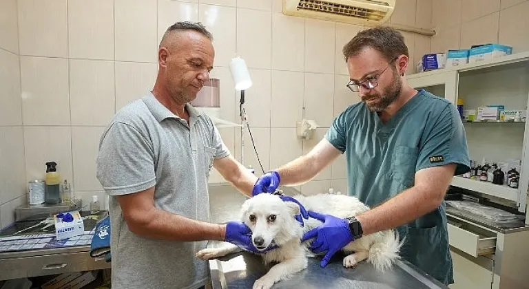 Gaziemir Belediyesi'nden 6 bin 222 can dosta şefkat eli