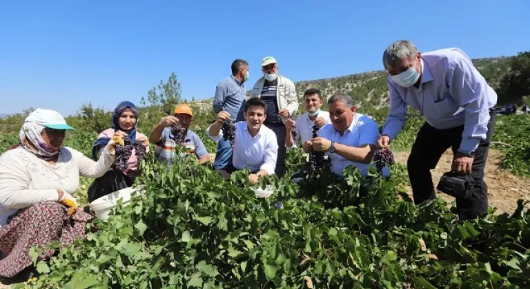 Gülnar’da Kişniş (Kuş Üzümü) Hasadı Başladı
