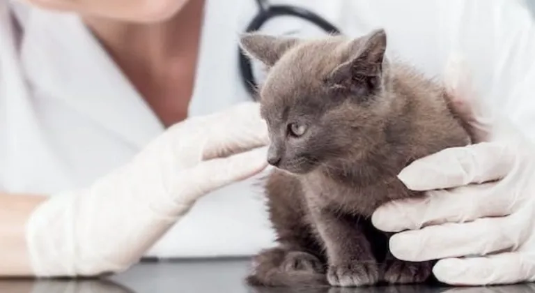 İşte 2024 yılı kedi-köpek muayene, kısırlaştırma ve aşı ücretleri…