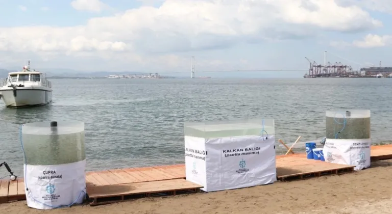 İzmit Körfezi'ne 6 Bin Yeni Balık Salınıyor