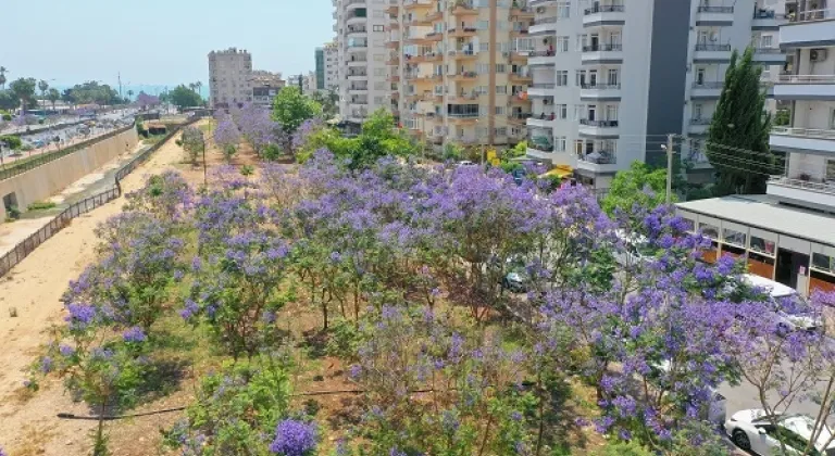 Jakaranda Korulukları Ormana Dönüştü