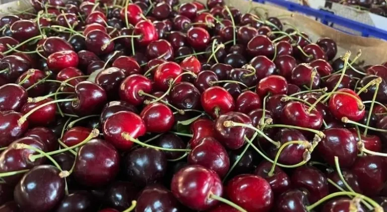 Keles Kirazı Hasadı Başladı: İhracat Fiyatları Belli Oldu