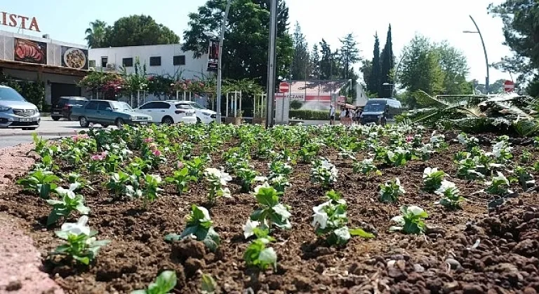 Kemer'de mevsimlik çiçekler ekiliyor