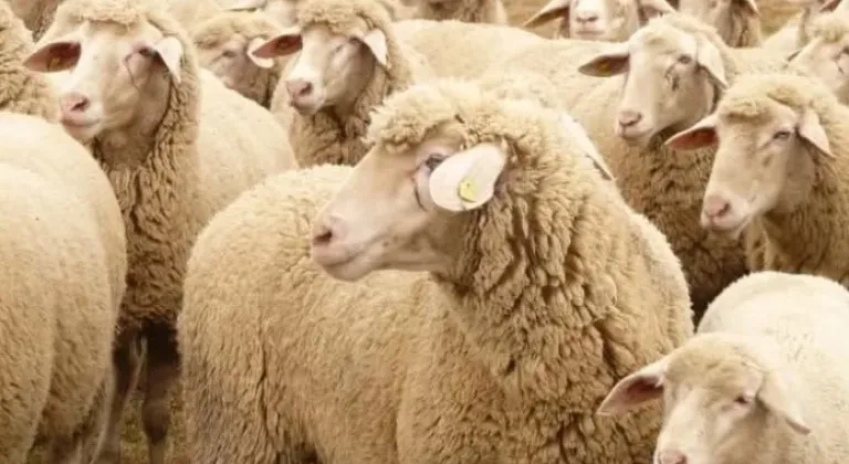 Keşan’da Küçükbaş Yetiştiricilerine Ücretsiz Koyun Kırkımı Eğitimi