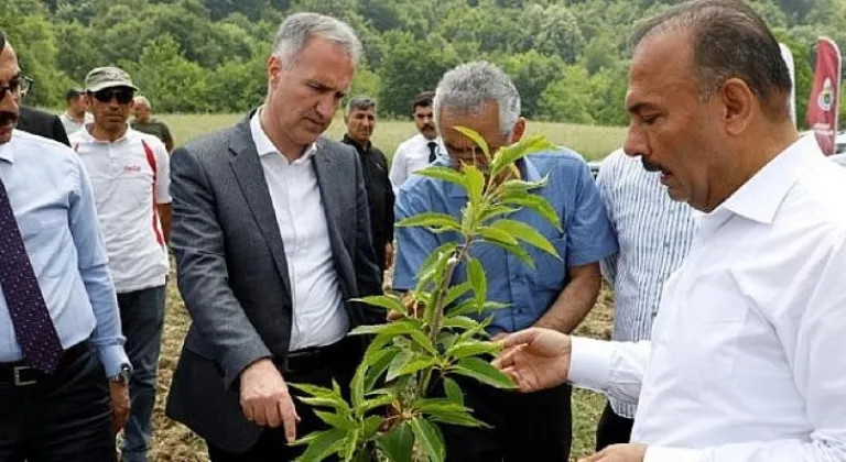 Kestane Yeniden Eski Günlerine Dönecek
