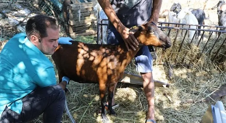 Kıl Keçisi projesi meyvelerini veriyor, kadın üreticilerin yüzleri gülüyor