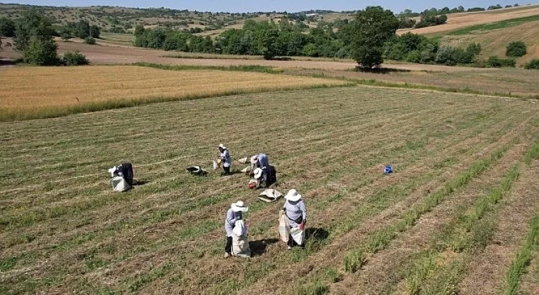 Kocaeli'de kekik hasadı başladı
