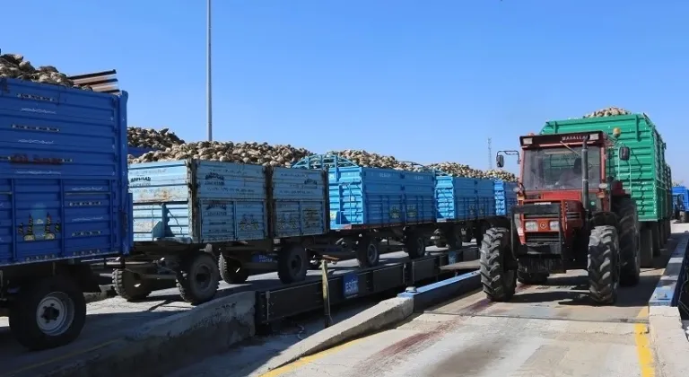 Konya'da Pancar Alımları Başladı: Bu Yıl Verim Yüksek!