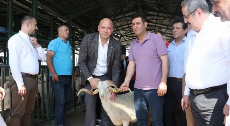 Manisa'da damızlık koçlar üreticilere teslim ediliyor