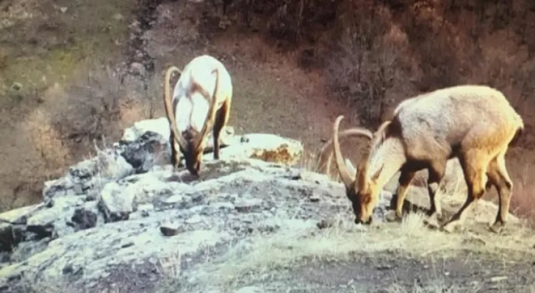 Mersin Barosun’dan Yaban hayvanları için mevzuata tepki