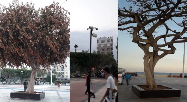 Mersin Büyükşehir Belediyesi’nden ’yeşeren ağaç’ açıklaması