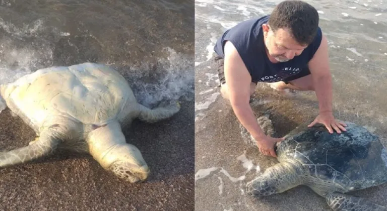 Mersin sahilinde korkutan görüntü