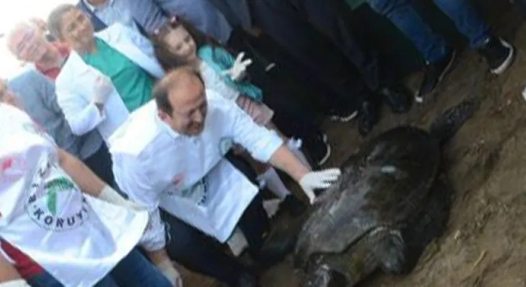 Mersin Valisi tedavisi biten kaplumbağaları denize kadar yürüttü