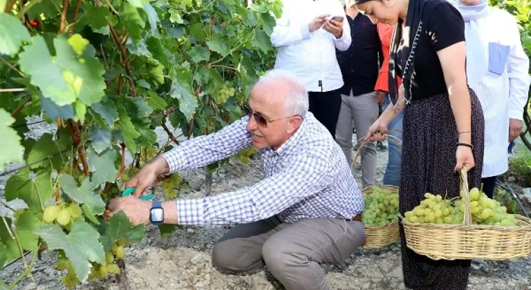 Mersin'de “Esenli Üzüm Şenliği Başlıyor”