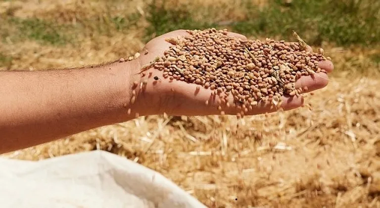 Metro Türkiye, Her Yıl 1.500 Ton Kırmızı Mercimeği Mardin Kızıltepe'den Alacak