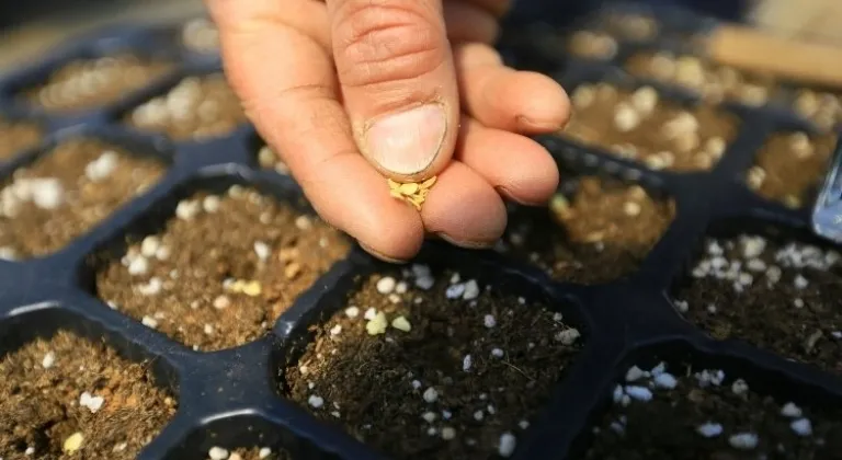 Muğla Büyükşehir Belediyesi 18 milyon tohum dağıttı