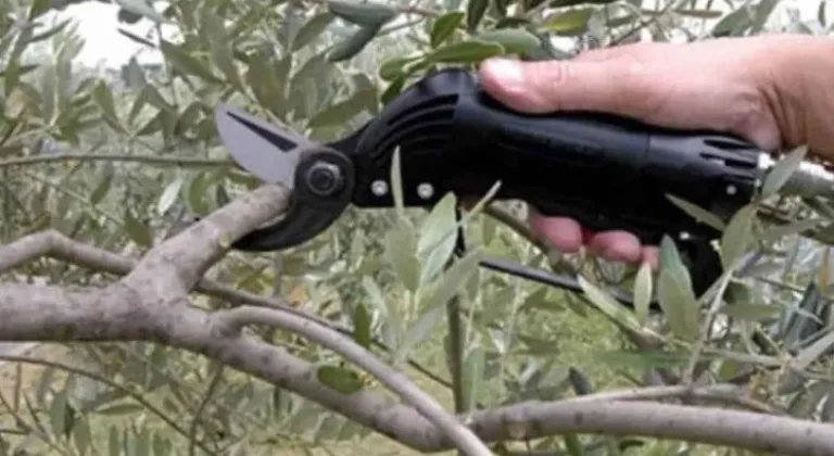 Muğla Milas’ta Çiftçilere Uygulamalı Zeytin Budama Eğitimi