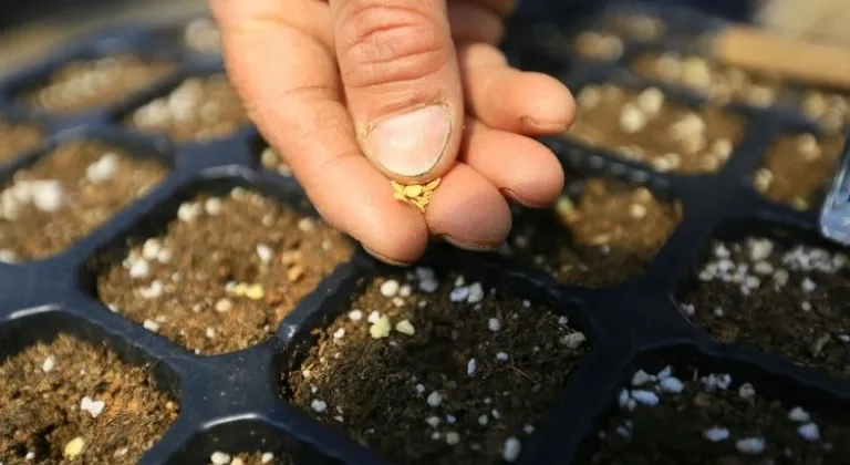 Muğla'dan 18 milyon tohum dağıtıldı