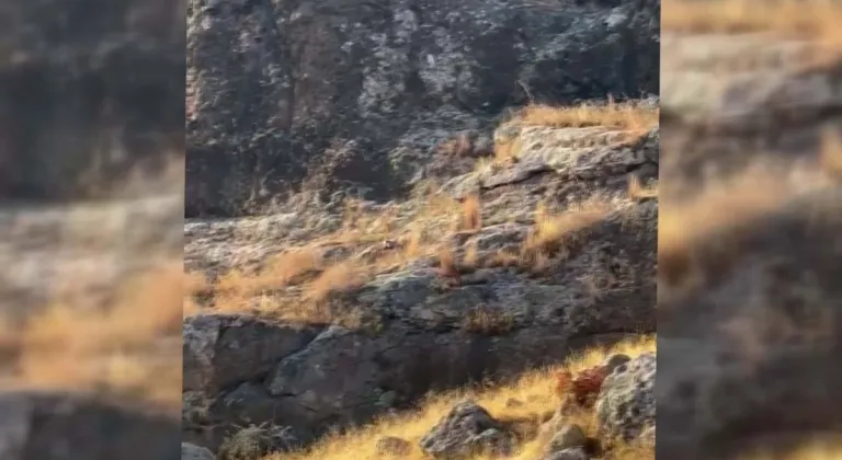 Nesli tükenme tehlikesi olan çizgili sırtlan görüntülendi  - Videolu Haber