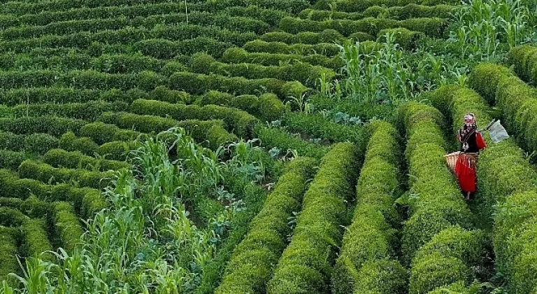 Rize'de 4. Gastronomi Günleri Başlıyor!