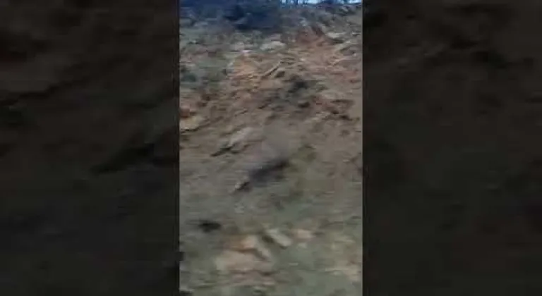 Sahildeki yangından sonra ormanlarımız..