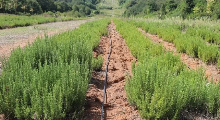 Sakarya Botanik'te biberiye zamanı... Hedef 15 ton